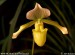 orchidej-36170